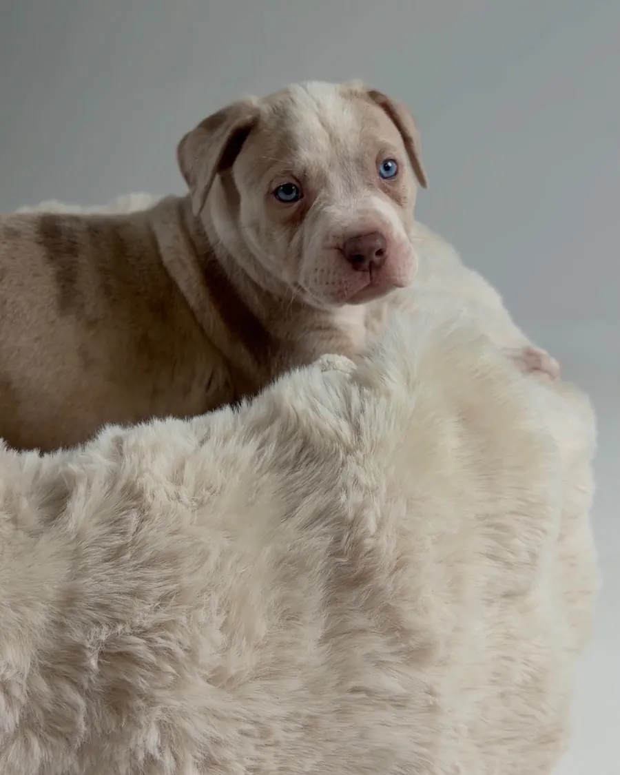 A merle puppy rests its chin on the bolster of an oat Bliss Bed.