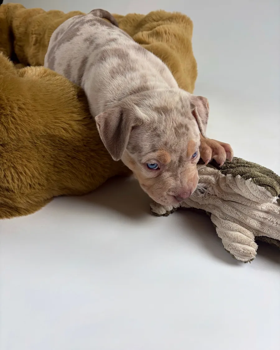 A merle puppy sprawls across the bolster of an olive Bliss Bed, chewing a plush toy.
