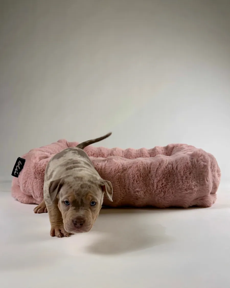 A merle puppy steps out of a petal Bliss Bed toward the camera.