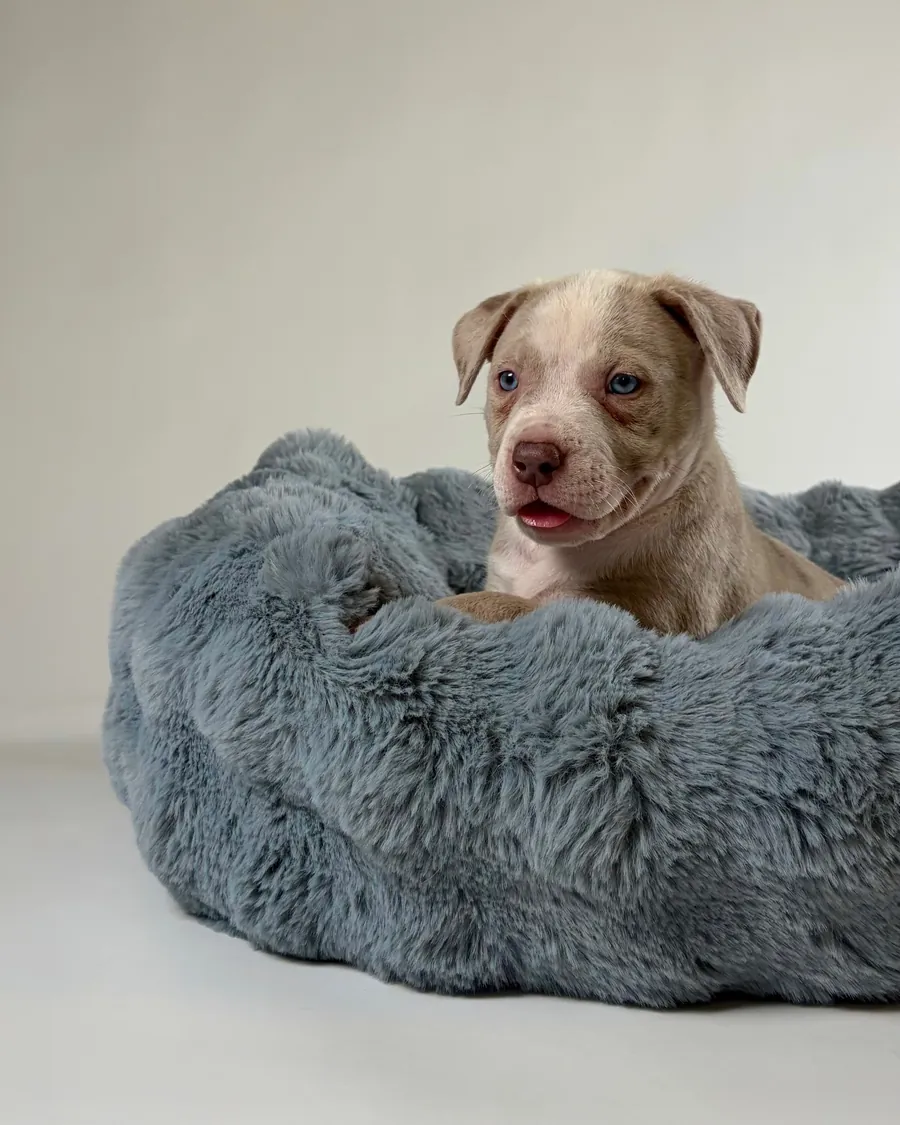 A merle puppy with blue eyes sits up in a slate Bliss Bed, looking at the camera.