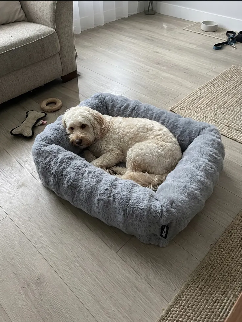 A dog resting on a Bliss Bed in a calm living room.